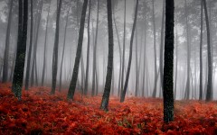 Desktop wallpaper. Nature. ID:31184