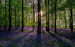 Desktop wallpaper. Nature. ID:51240