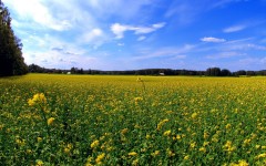 Desktop wallpaper. Nature. ID:31198