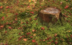Desktop wallpaper. Nature. ID:31201
