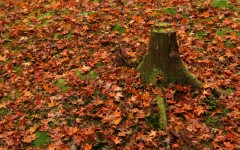 Desktop wallpaper. Nature. ID:31220