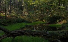 Desktop wallpaper. Nature. ID:31222