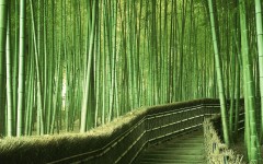 Desktop wallpaper. Nature. ID:31224