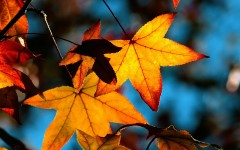 Desktop wallpaper. Nature. ID:31257