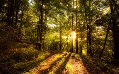 Desktop wallpaper. Nature. ID:31267
