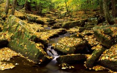 Desktop wallpaper. Nature. ID:31292