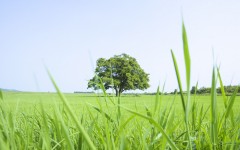 Desktop wallpaper. Nature. ID:31318