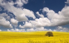Desktop image. Nature. ID:31331