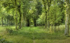 Desktop image. Nature. ID:31345