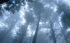 Desktop image. Nature. ID:31347