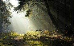 Desktop image. Nature. ID:31348