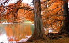 Desktop wallpaper. Nature. ID:31363