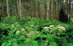 Desktop wallpaper. Nature. ID:31365