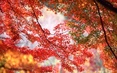 Desktop wallpaper. Nature. ID:31369