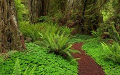 Desktop wallpaper. Nature. ID:31373