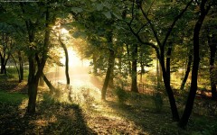 Desktop wallpaper. Nature. ID:31375