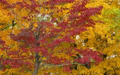 Desktop wallpaper. Nature. ID:31377