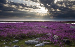 Desktop wallpaper. Nature. ID:31379