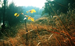 Desktop wallpaper. Nature. ID:31389