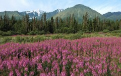 Desktop wallpaper. Nature. ID:31399