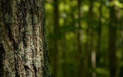 Desktop wallpaper. Nature. ID:31433