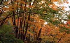 Desktop wallpaper. Nature. ID:31453