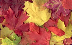 Desktop wallpaper. Nature. ID:31458