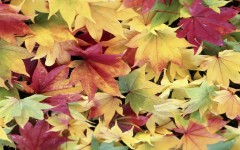 Desktop wallpaper. Nature. ID:31475