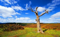 Desktop wallpaper. Nature. ID:31477