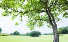 Desktop wallpaper. Nature. ID:31486