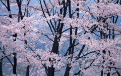 Desktop wallpaper. Nature. ID:31501