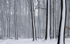 Desktop wallpaper. Nature. ID:31502