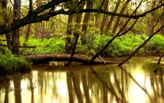 Desktop wallpaper. Nature. ID:31521
