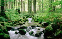 Desktop wallpaper. Nature. ID:31539