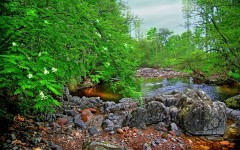 Desktop wallpaper. Nature. ID:31556