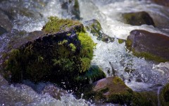 Desktop wallpaper. Nature. ID:31568