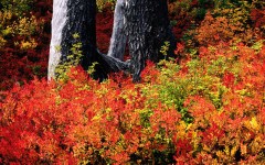 Desktop wallpaper. Nature. ID:31587
