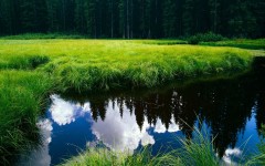 Desktop wallpaper. Nature. ID:31599