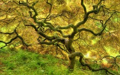 Desktop wallpaper. Nature. ID:31601
