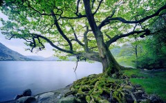 Desktop wallpaper. Nature. ID:31611