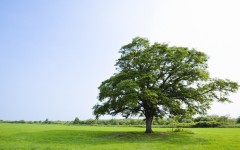 Desktop wallpaper. Nature. ID:31612