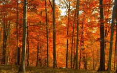 Desktop wallpaper. Nature. ID:31617