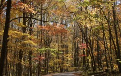 Desktop wallpaper. Nature. ID:31626