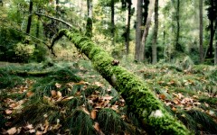 Desktop wallpaper. Nature. ID:31628