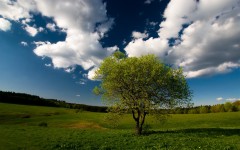Desktop image. Nature. ID:31640