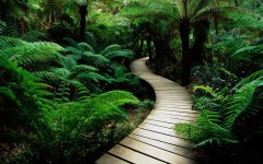 Desktop wallpaper. Nature. ID:31677