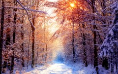 Desktop wallpaper. Nature. ID:31678