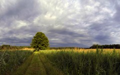 Desktop wallpaper. Nature. ID:31681