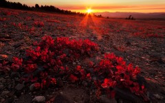 Desktop wallpaper. Nature. ID:49815