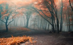 Desktop wallpaper. Nature. ID:49834